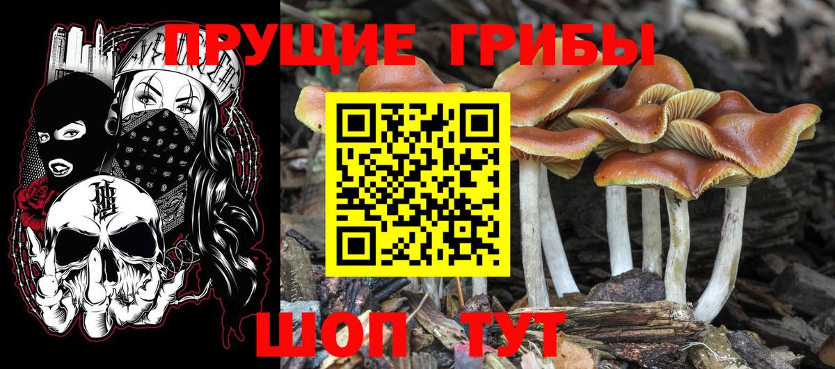 Галлюциногенные грибы MAGIC MUSHROOMS Великий Новгород